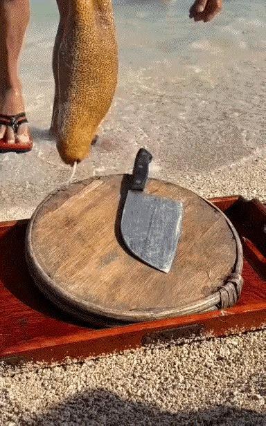 实话实说，我真没见过，这是什么物种？