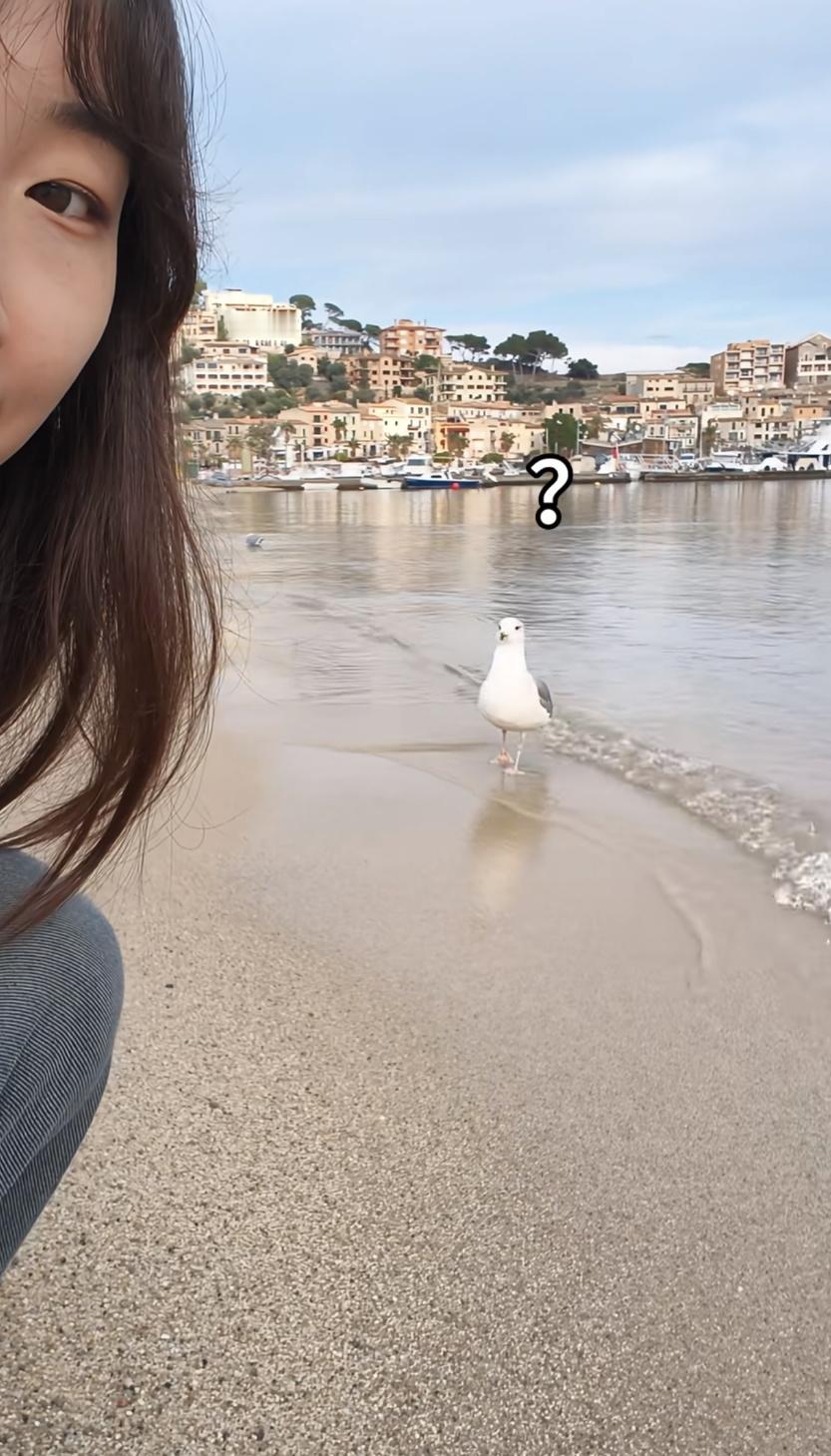 第一次在海鸥脸上看到了尴尬夸年特别行动全网热点共创计划