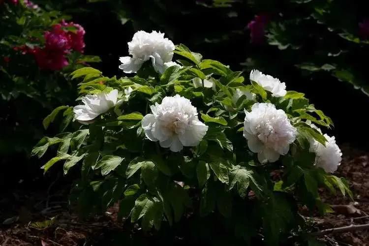 牡丹花色泽艳丽，玉笑珠香，风流潇洒，富丽堂皇，素有“花中之王”的美誉。在栽培类型