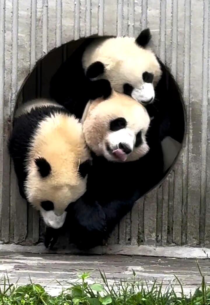 熊猫叠叠乐🐼这洞口真的很出片[馋嘴]#大熊猫蕊蕊# ​​​