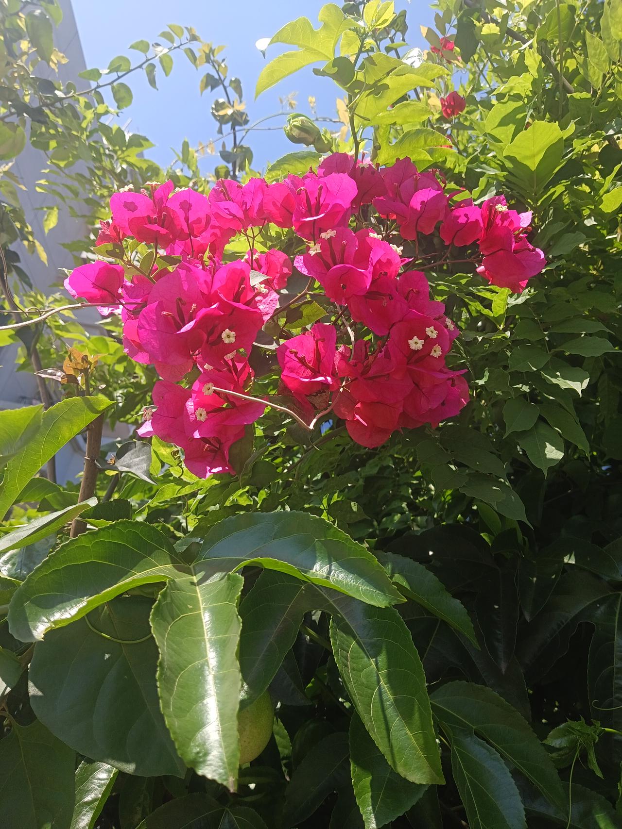 阳光下的三角梅，绽放出绚烂的粉紫色，生机勃勃！🌸🌞