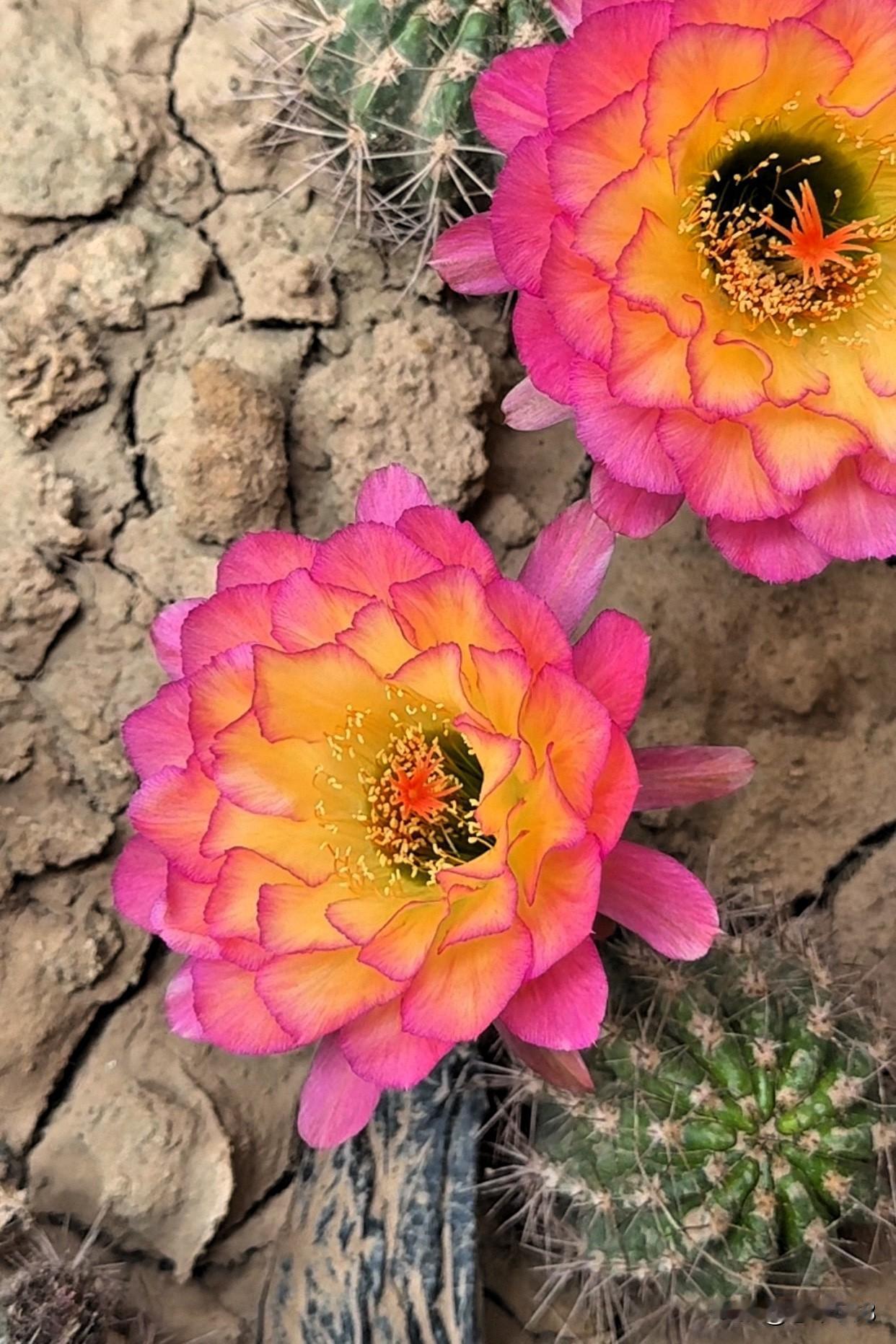 你见过仙人球开的花吗?今日花𣁽，毛花柱苏乞儿仙人球开花，花朵美艳，独一无二的花