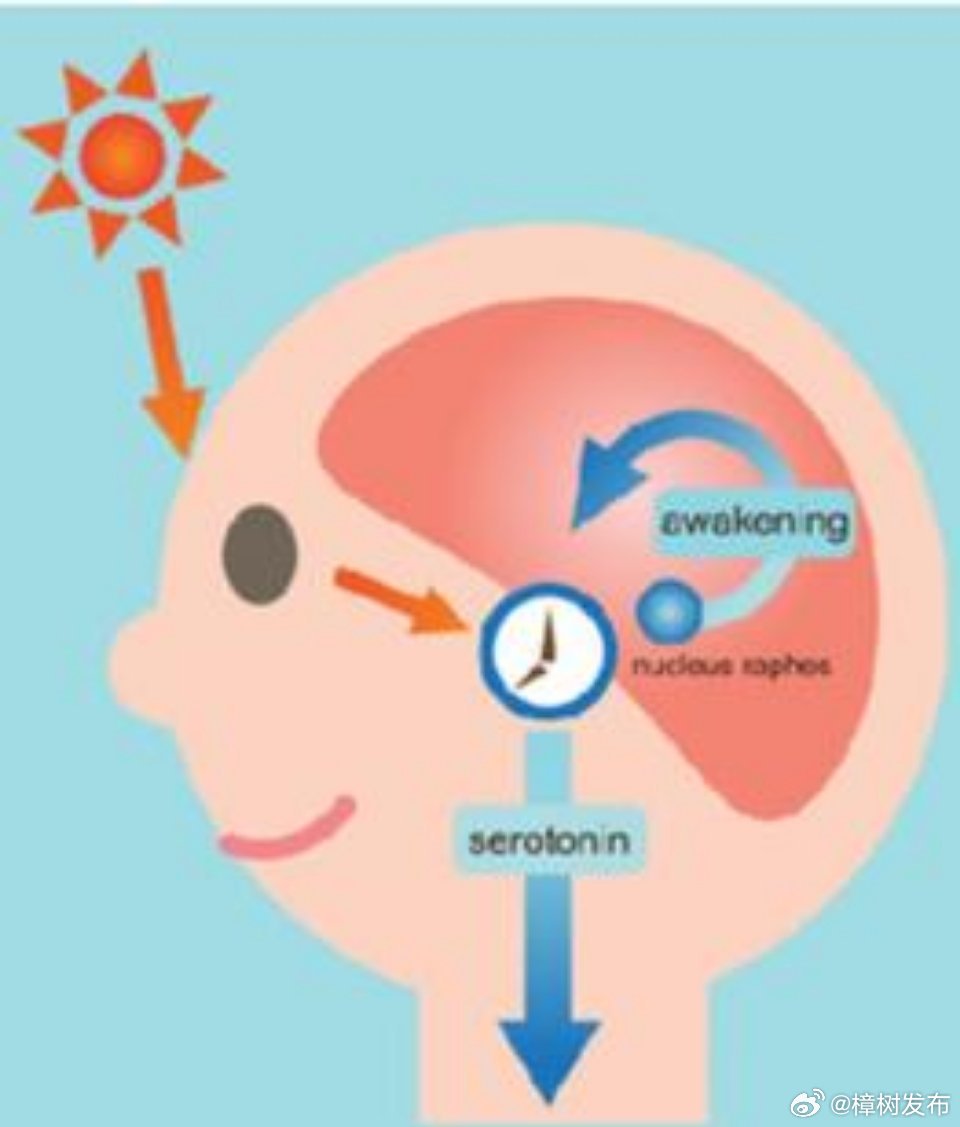 【生物钟一到周末就让你早醒 】为什么周末醒得这么早 周末明明关了闹钟，前一晚甚至