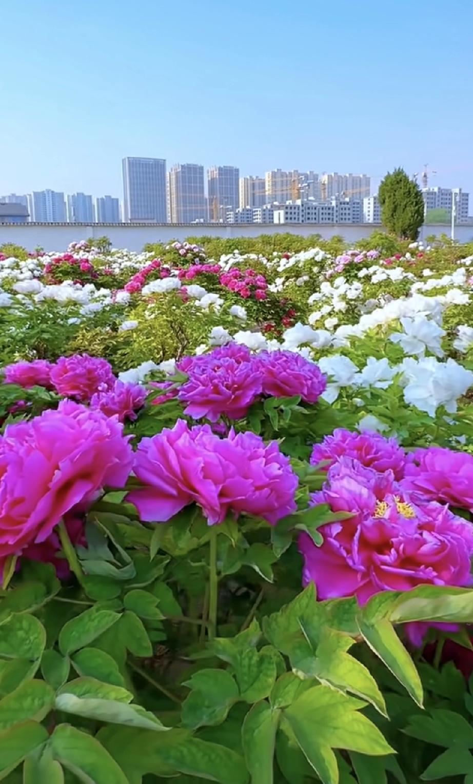 五一劳动节连休五天的消息着实令人兴奋！从5月1日至5日，整整5天假期，虽说5月9