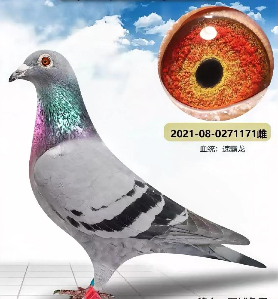 你是否知晓，鸽眼之中竟藏着评判赛鸽优劣的玄机？这并非玄学，而是神经与体质的直观映