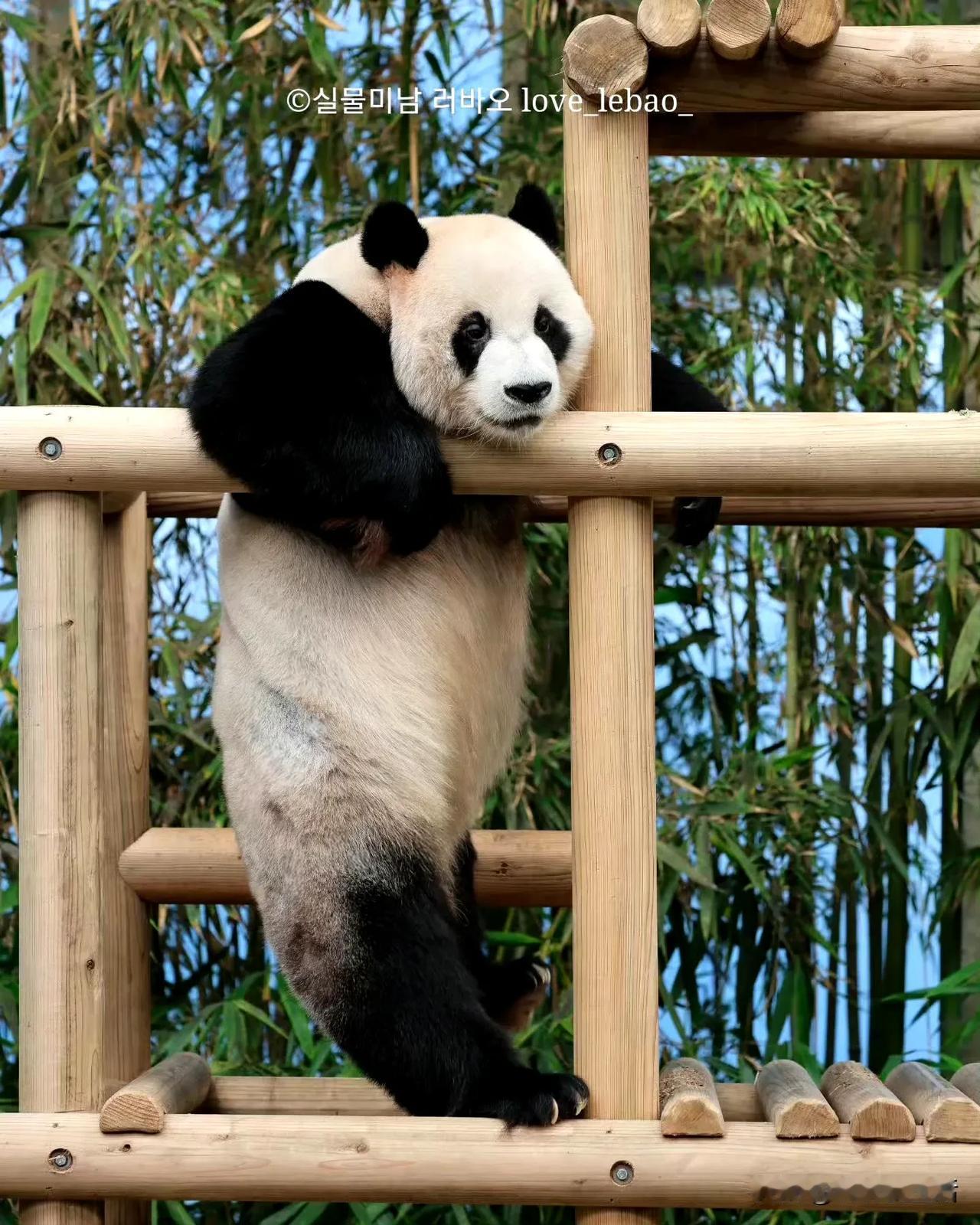 这组图的博主，他的关注点是乐宝和猫爬架的关系上。乐宝把这里当成了健身房。


他