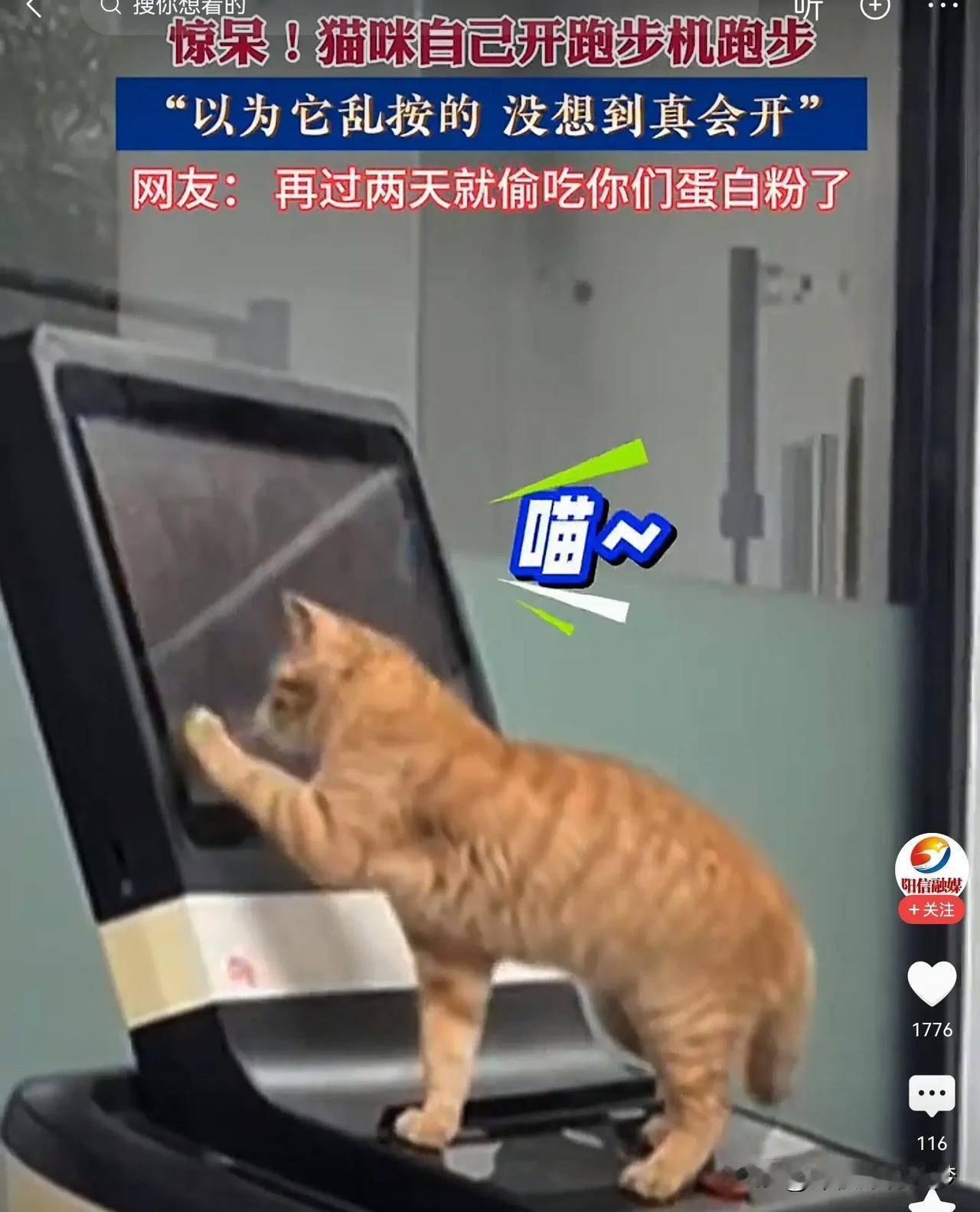 你知道吗？猫咪还会开跑步机。我没有养过小猫，不知道猫也那么聪明。

健身房里有一