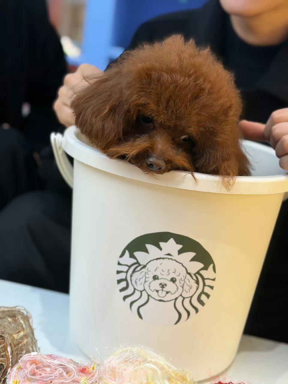 我最爽的是lyp一直替lql割席乐乐，没想到我们乐乐是真的跪了祠堂上了户口本的嫡