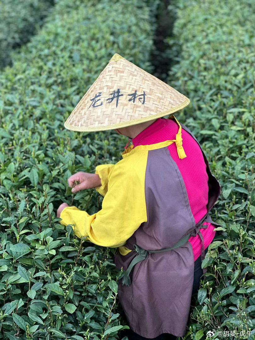 明前茶 
