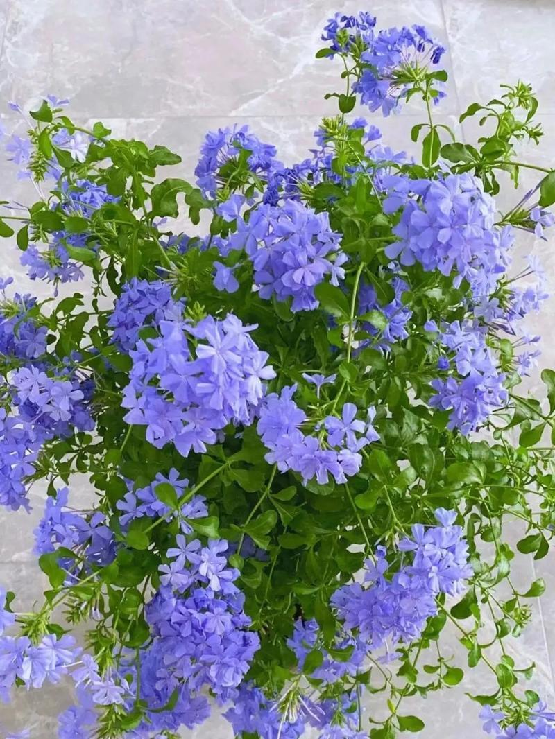 为什么养“蓝雪花”越来越少?
昔日网红蓝雪花如今遇冷，因其残花黏腻难清、枝条疯长
