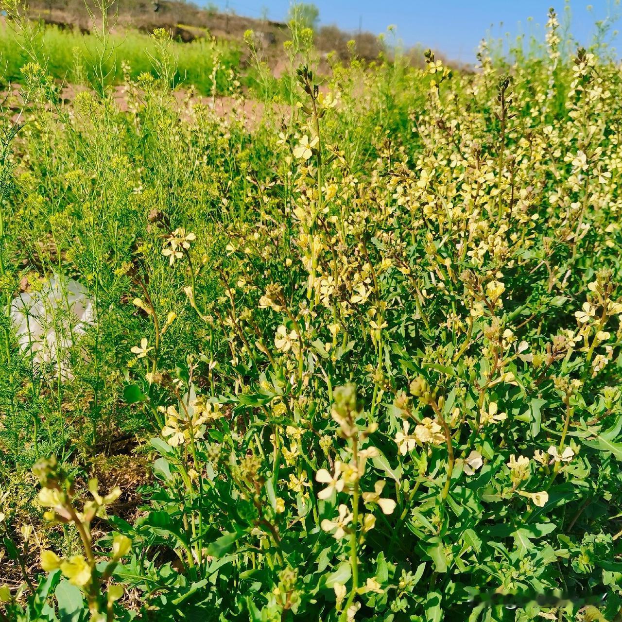 春天的乡间，到处香气扑鼻，举目望去，蓝蓝的天空，飞鸟自由的翱翔。
春天的原野，到