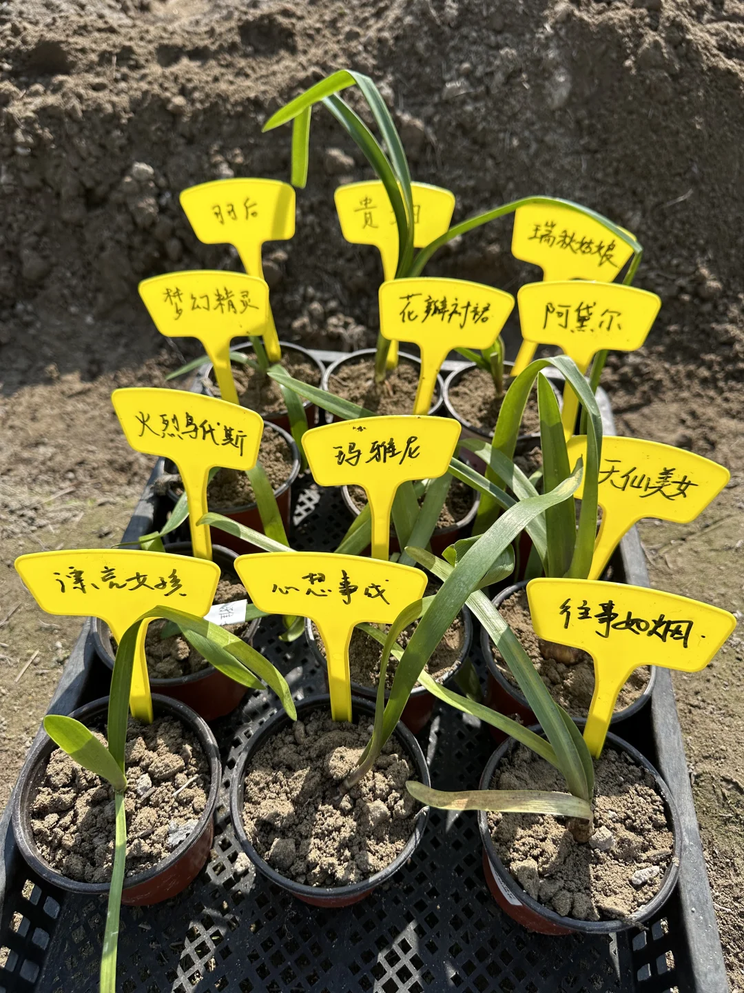 又种了一些小苗