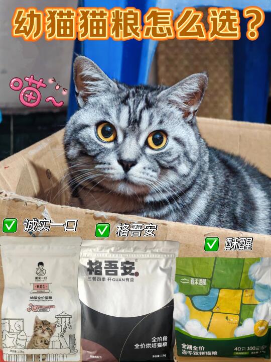 新手铲屎官必看!三款宝藏烘焙猫粮推荐