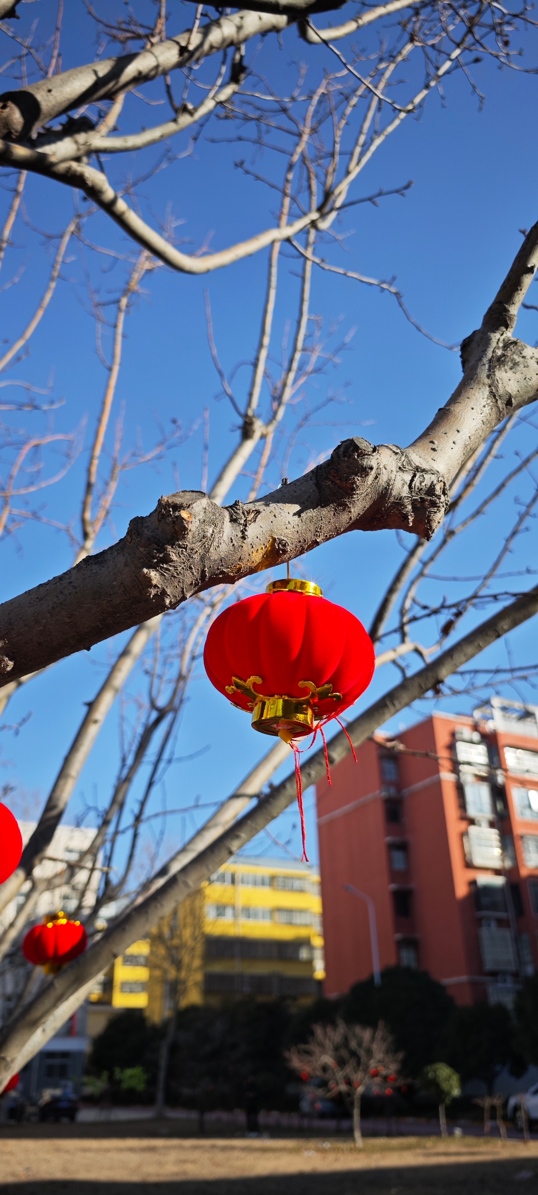 大年初一，你们那里有红灯笼吗？ 