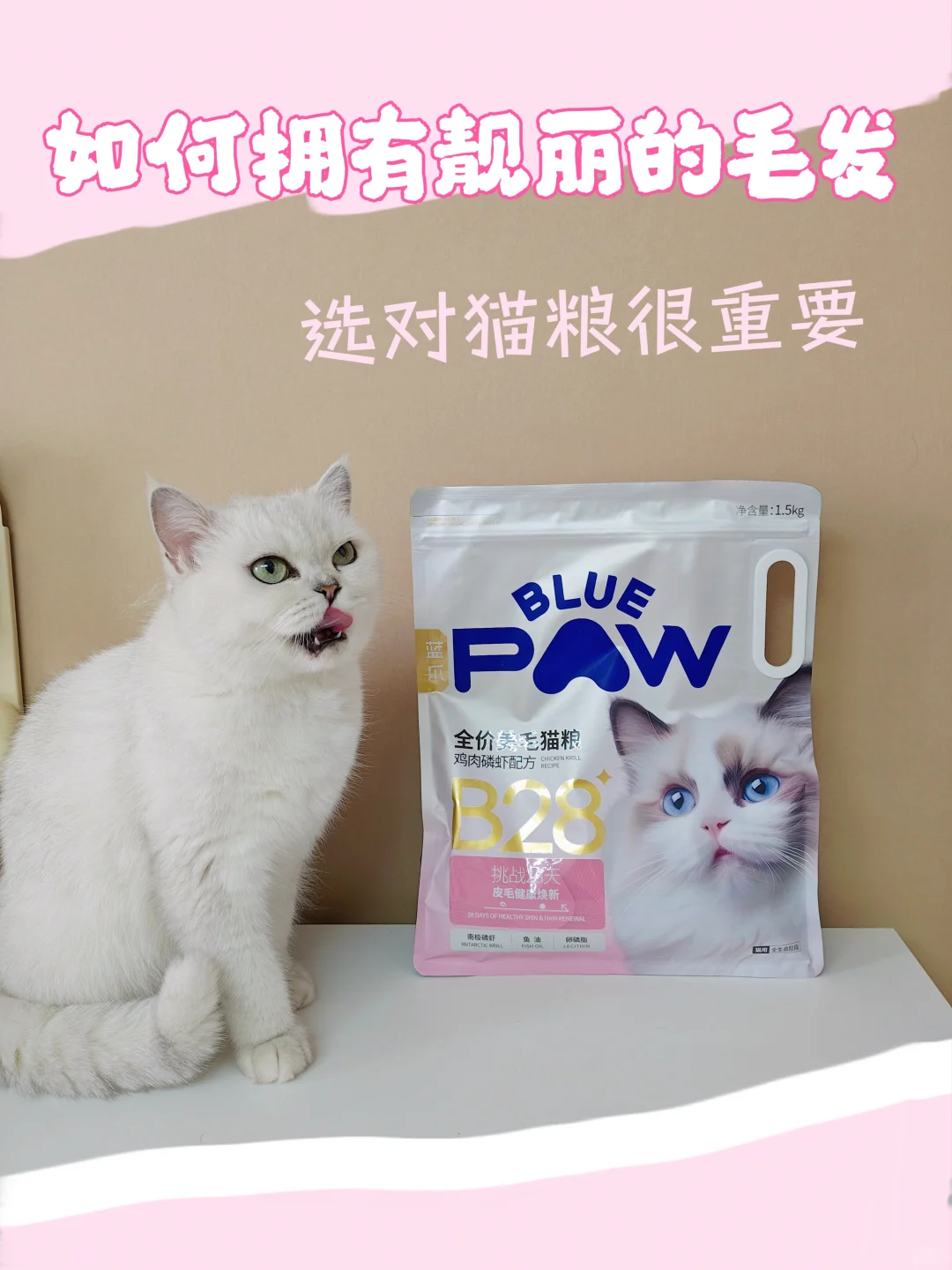 不做蒲公英小猫咪