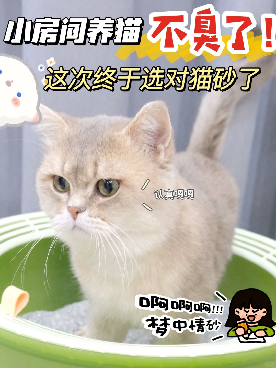 猫砂选对了！小房间养猫终于不臭了