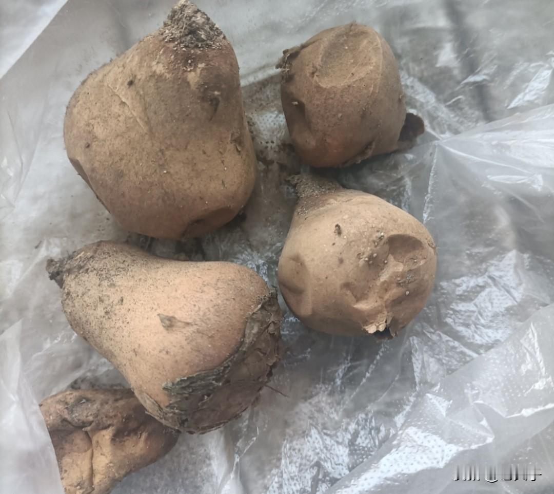 东北方言之（686）马粪包：
它是指一种常见的野生菌类。
外形椭圆形，灰褐色，长