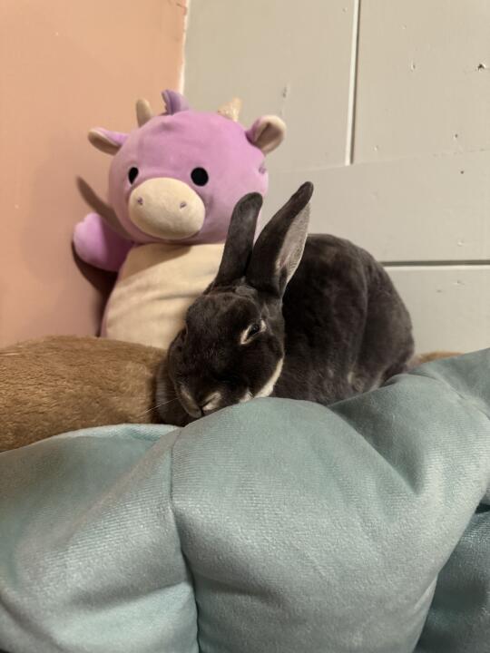 🐰兔子库洛米趁机跑了，根本拍不到😂