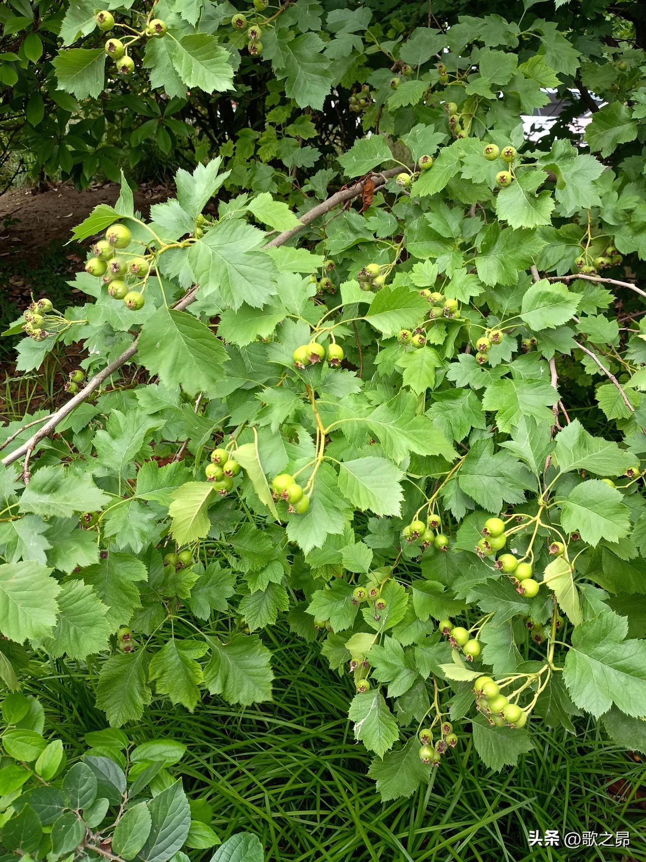 苍鹰新翼翱天际
雨燕老翅穿薄雾
夏日生活打卡季 
——五月走近尾声，天气依然是半