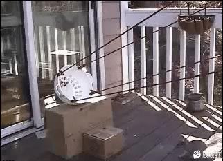 松鼠：我靠上天啦！ 