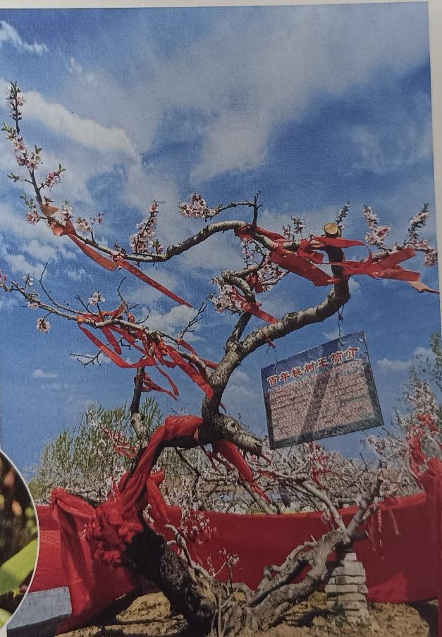 单县桃树王
桃树王，生长于历史记载中的汉高祖刘邦与其妻吕雉（吕后）相亲的桃园——