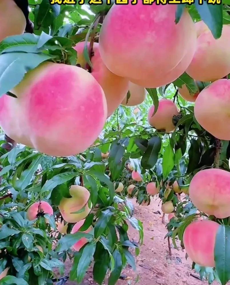山东巨无霸桃子见过没有，只见满园桃子看得人心旷神怡，忍不住下手去摘，
两只手捧着
