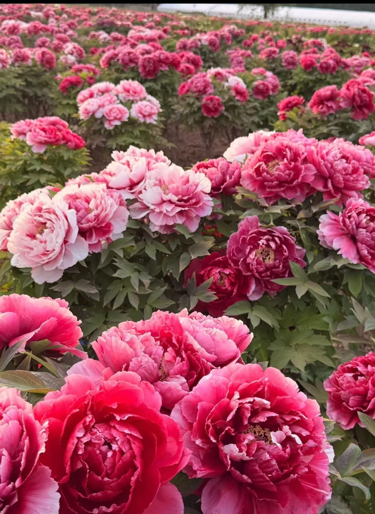 菏泽的牡丹开放了，这是真的“唯有牡丹真国色，花开时节动京城” 