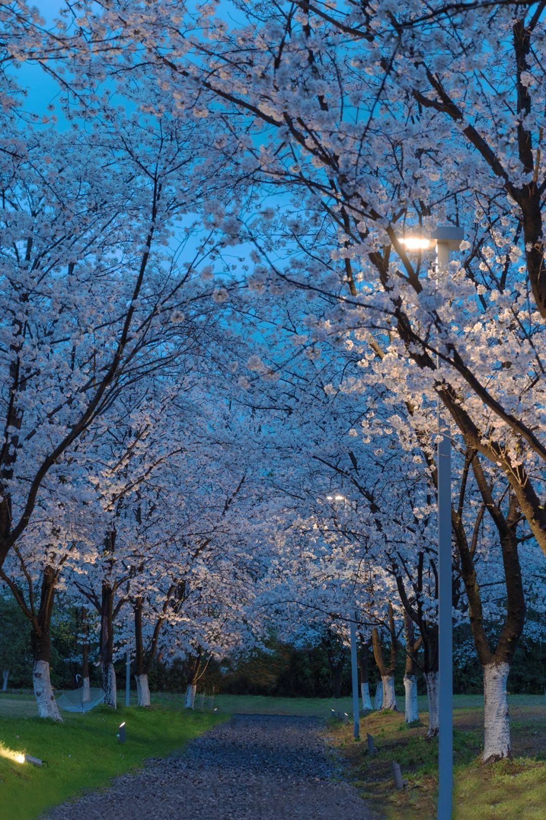 杭州！你不要太离谱❗️被这里的夜樱美晕😫