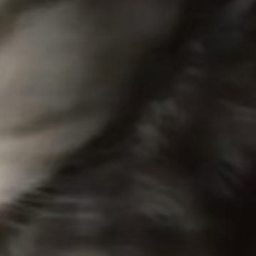 阿夏夏养猫准则 0003风铃草的日常种植养护秘籍寓意：风铃草象征温柔、健康、感恩