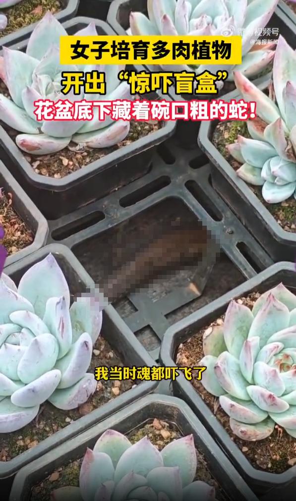 魂都吓飞了！云南昆明，一女子在自家阳台打理培育已久的多肉植物时，一觉察到花盆底下