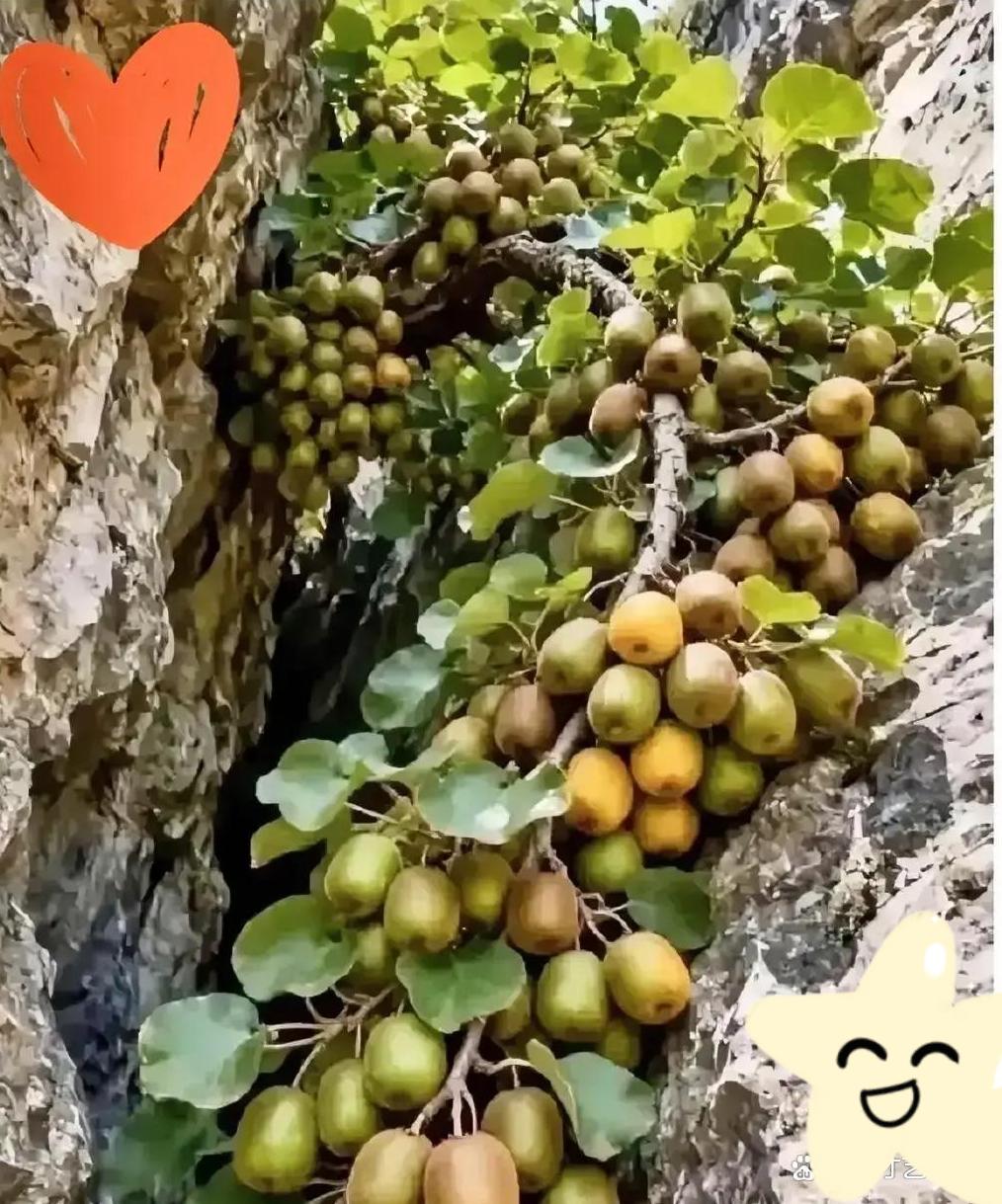 最近，一位护林员在巡山路过深谷时，没想到，缺意外发现一处陡峭的岩石裂缝里，长出了
