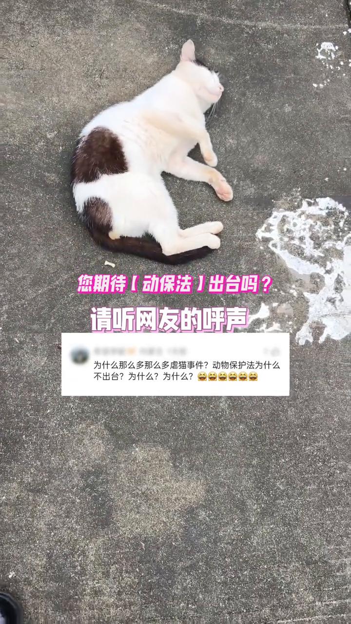 您期待【动保法】出台吗？请听网友的呼声。
为什么那么多虐猫事件？动物保护法为什么