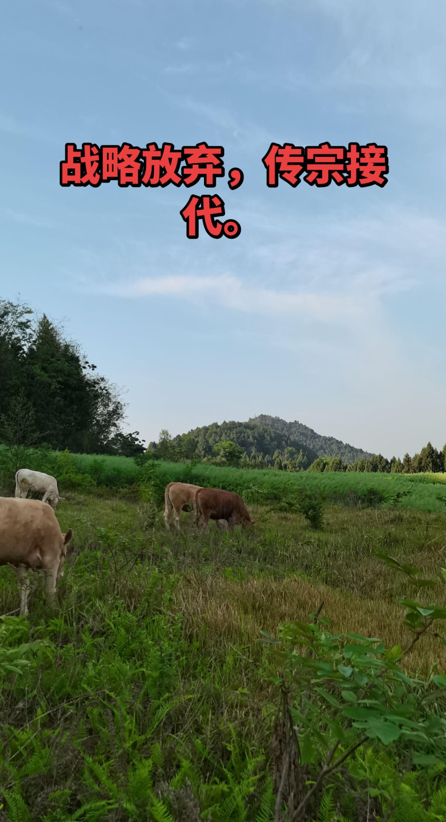 战略放弃，传宗接代。一个很在乎香火延续，传宗接代的民族，却有不少人开始...