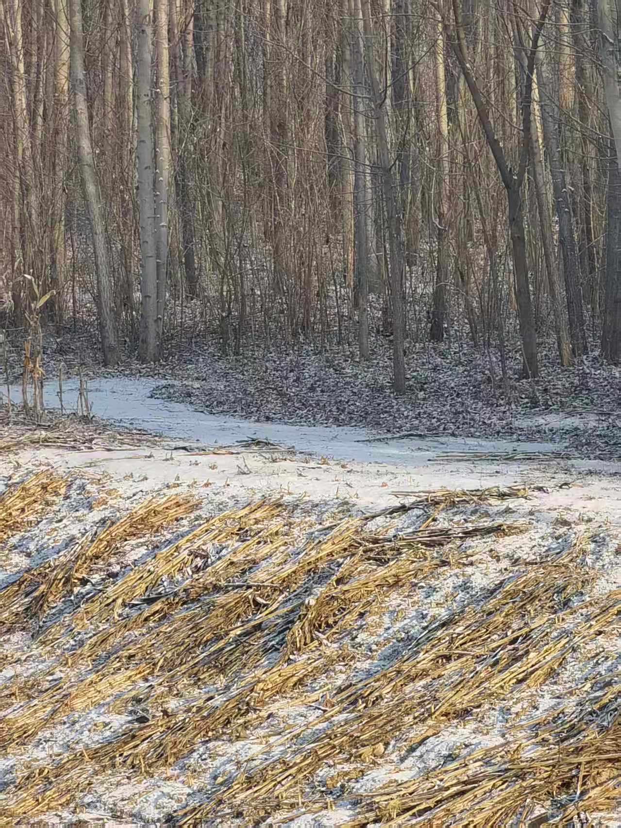 *碎碎念*哇，下雪了，今冬的第二场，猝不及防就来了...不会是雪导致我的早搏犯了