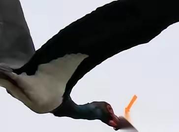 武汉一只国家一级保护动物黑鹳，嘴被一个东西死死箍住，一口东西都吃不了。
更要命的