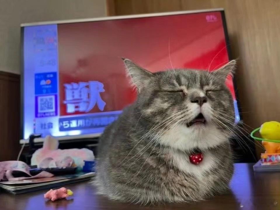 来看看打喷嚏前一秒的猫 ​​​