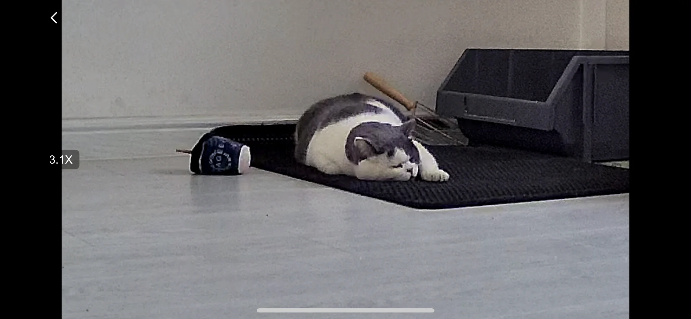 这猫奇特的睡姿！