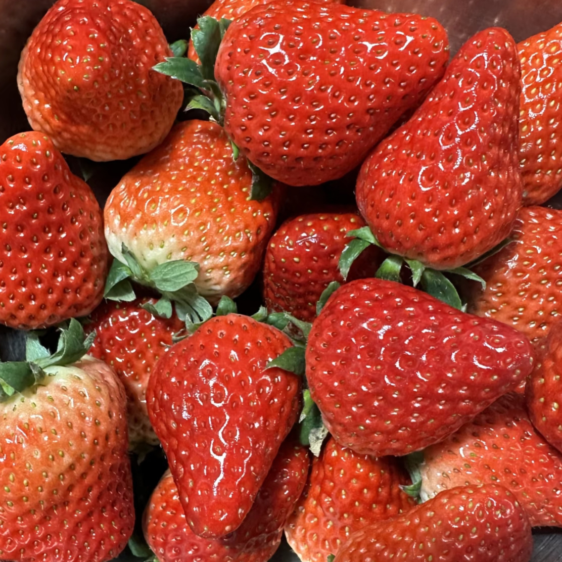 草莓价格跌至1元一斤哪儿的草莓这么便宜？