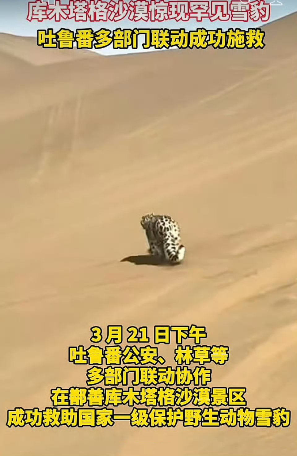 新疆一处沙漠惊现沙尘豹 沙尘豹
