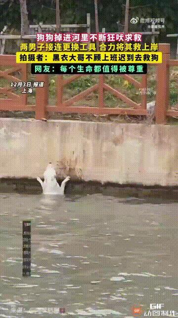 上海一处河边，一只小狗不慎落入河中，拼命挣扎却无法上岸，只能不断犬吠求救。

这