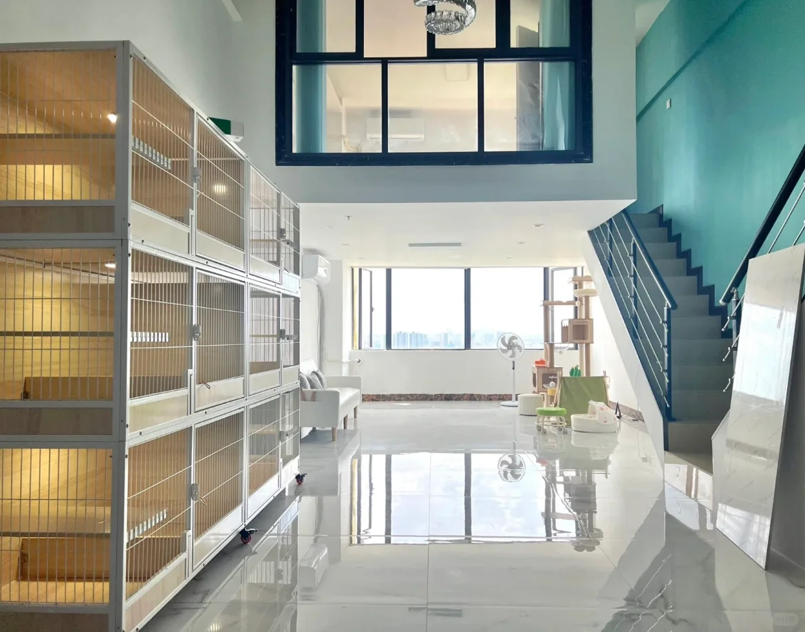 🇭🇰HK買貓💛我在线上买猫会不会被骗啊⁉️