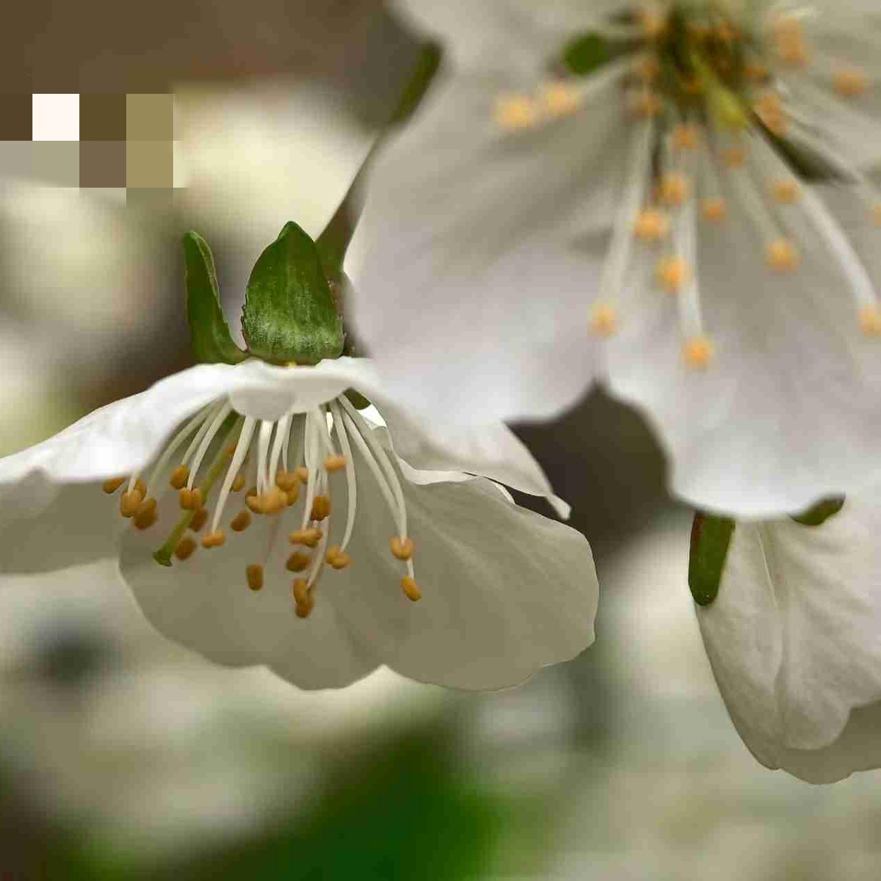 今天岛城市区的气温12～19°C，“JM”这边的气温11～27 °C。
这相隔不