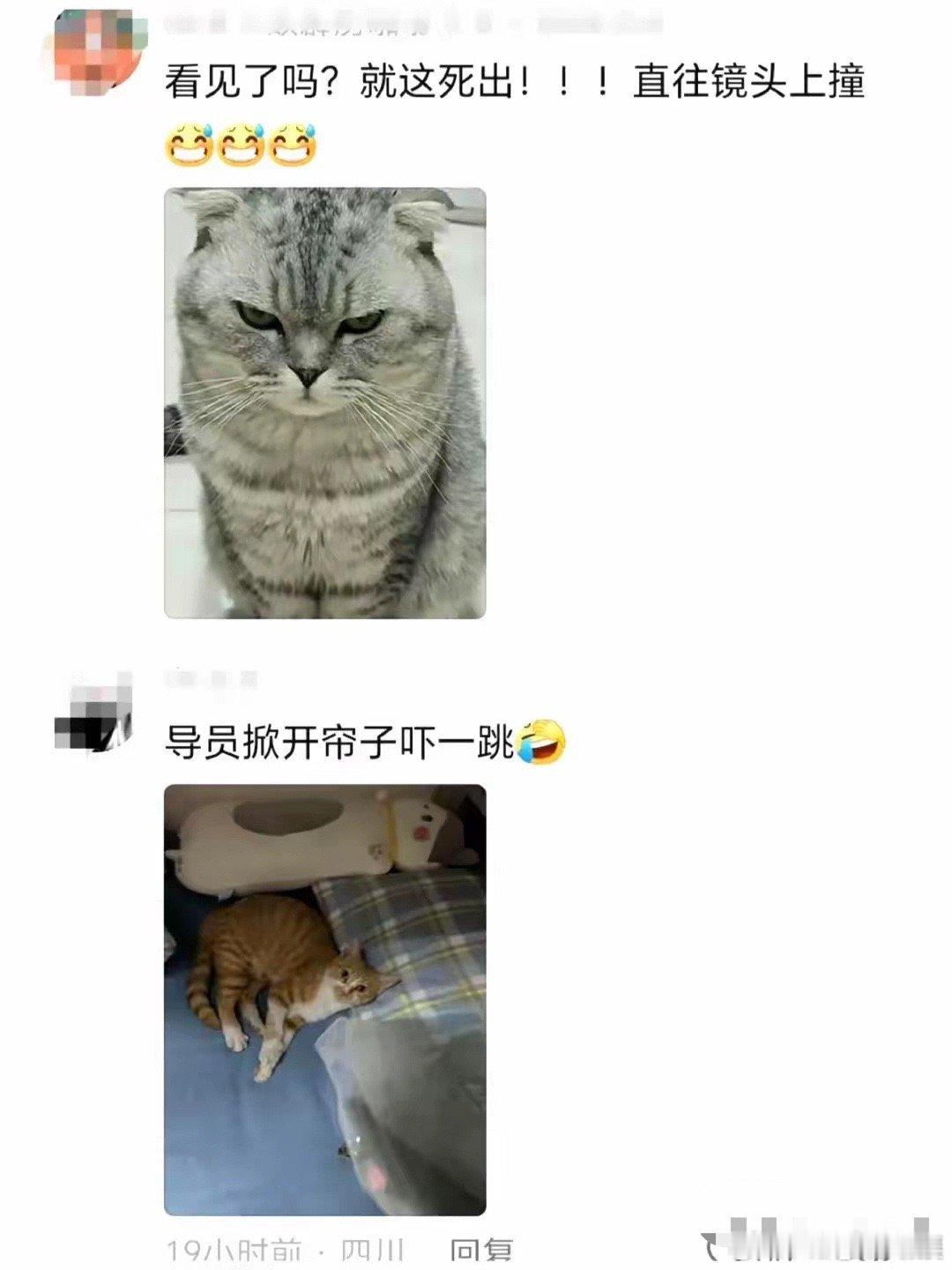 学生宿舍：被宿管发现的那些猫咪，都在啥精神状态 