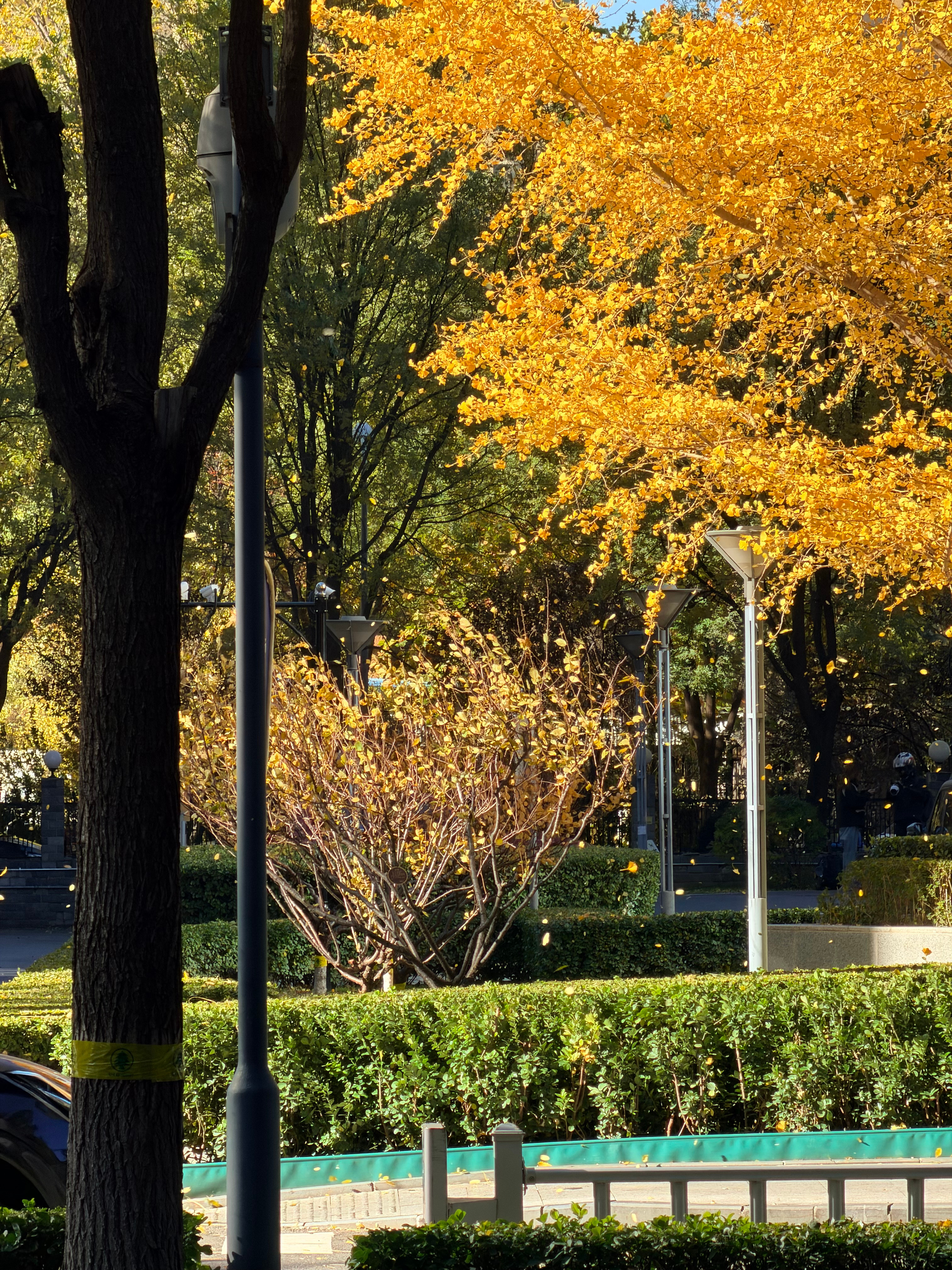 闪现北京吃了每年都要吃的杏仁豆腐和烤鸭🦆 