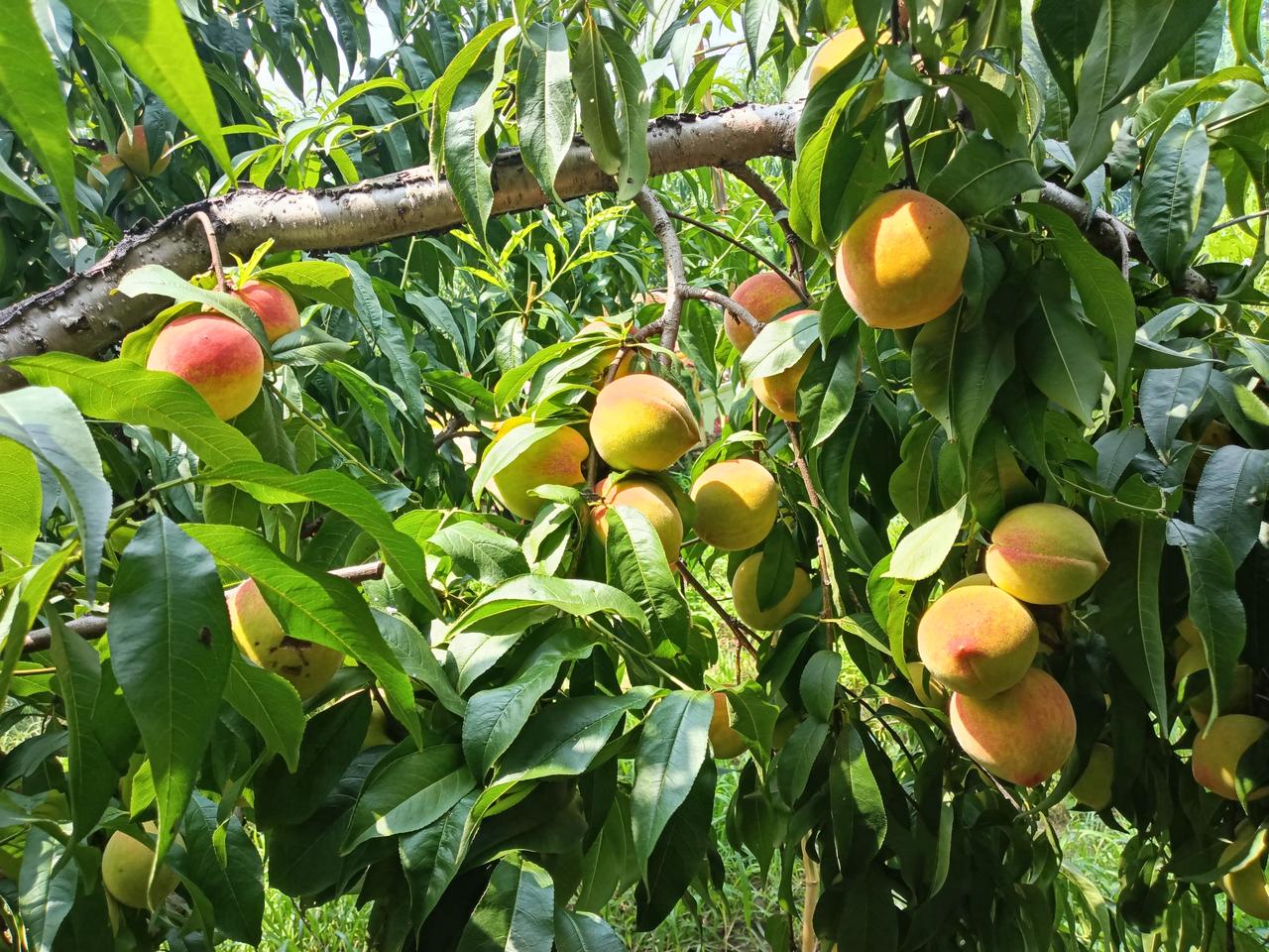 林场的桃子熟了，
口感也不错，价格美丽。
超市价格二元一斤，这个现场采摘，三元一