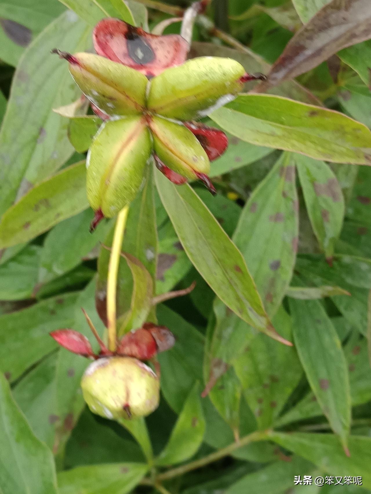 秋季的额尔古纳花语。

红花地榆在风里低垂着头，暗红的穗子毛茸茸的，像凝住了的夕