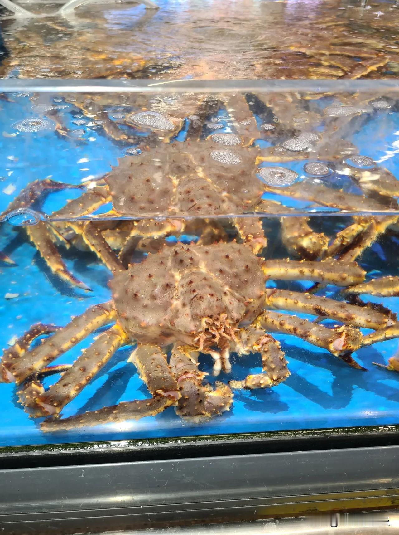 头条里的老总们，盒马的帝王蟹降价了，只要999一只[爱慕]