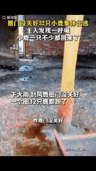 近日，吉林延边，一女子家里养了一圈小鹿，早上去喂时才发现一只都没了，原来晚上刮风