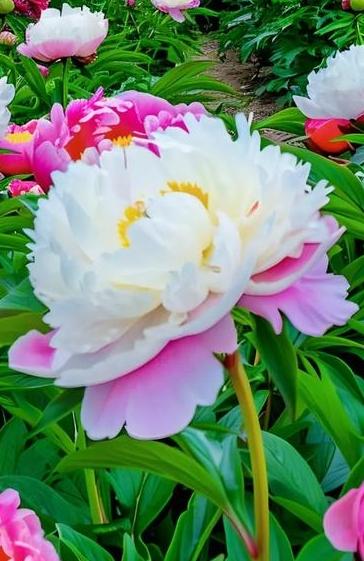 分享你手机中的花花草草随手拍～