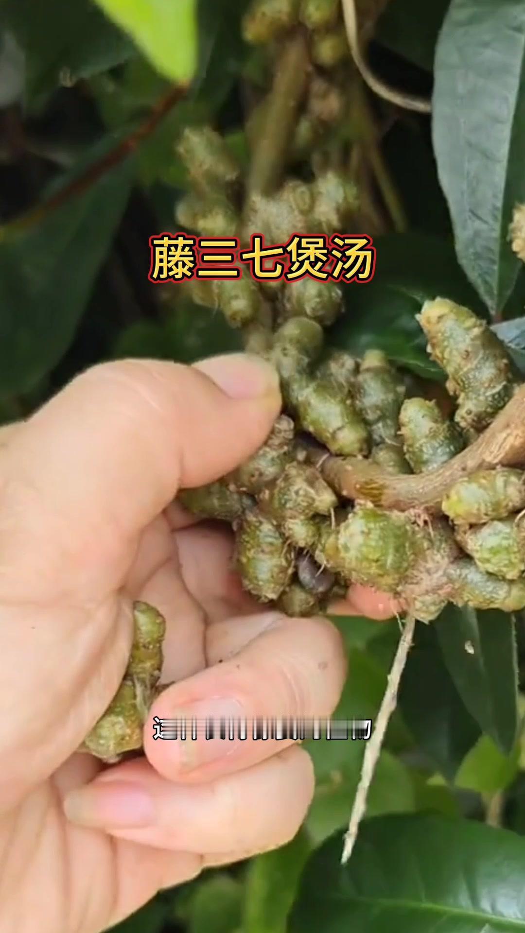 ✨长得像姜的植物，它可是个好宝贝，很多人见过，但懂它价值的人不多。

1️⃣名称
